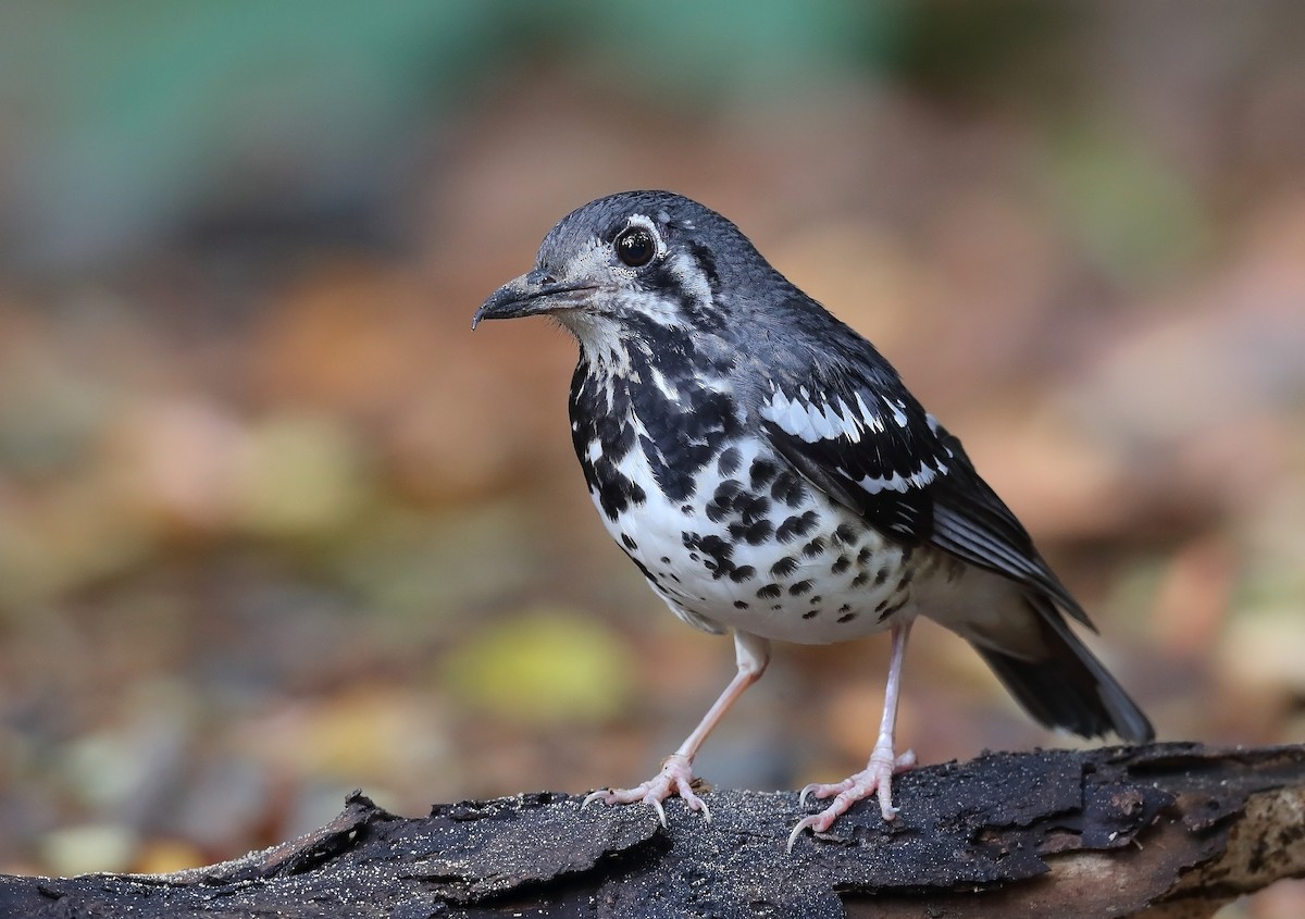 Ashy Thrush - sheau torng lim