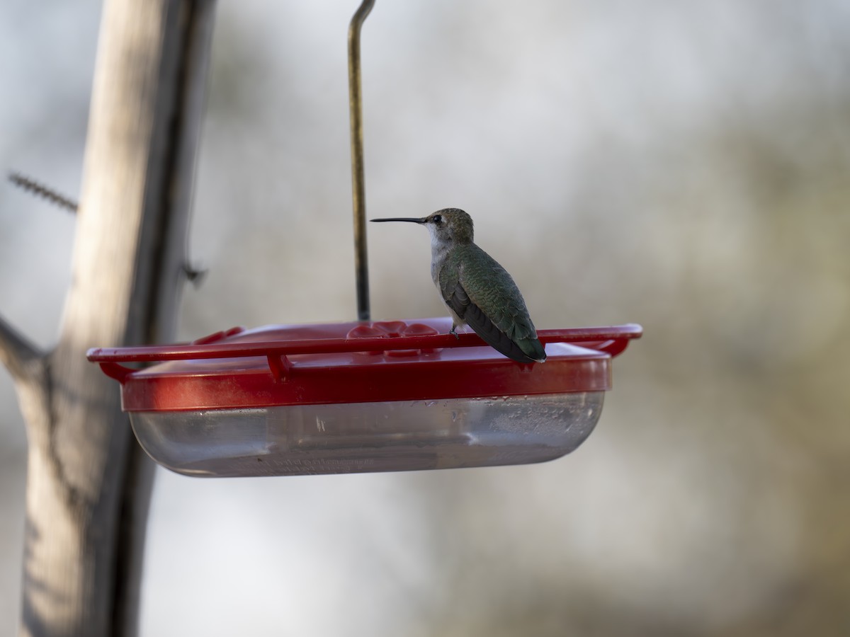 Anna's Hummingbird - Rob Kelly
