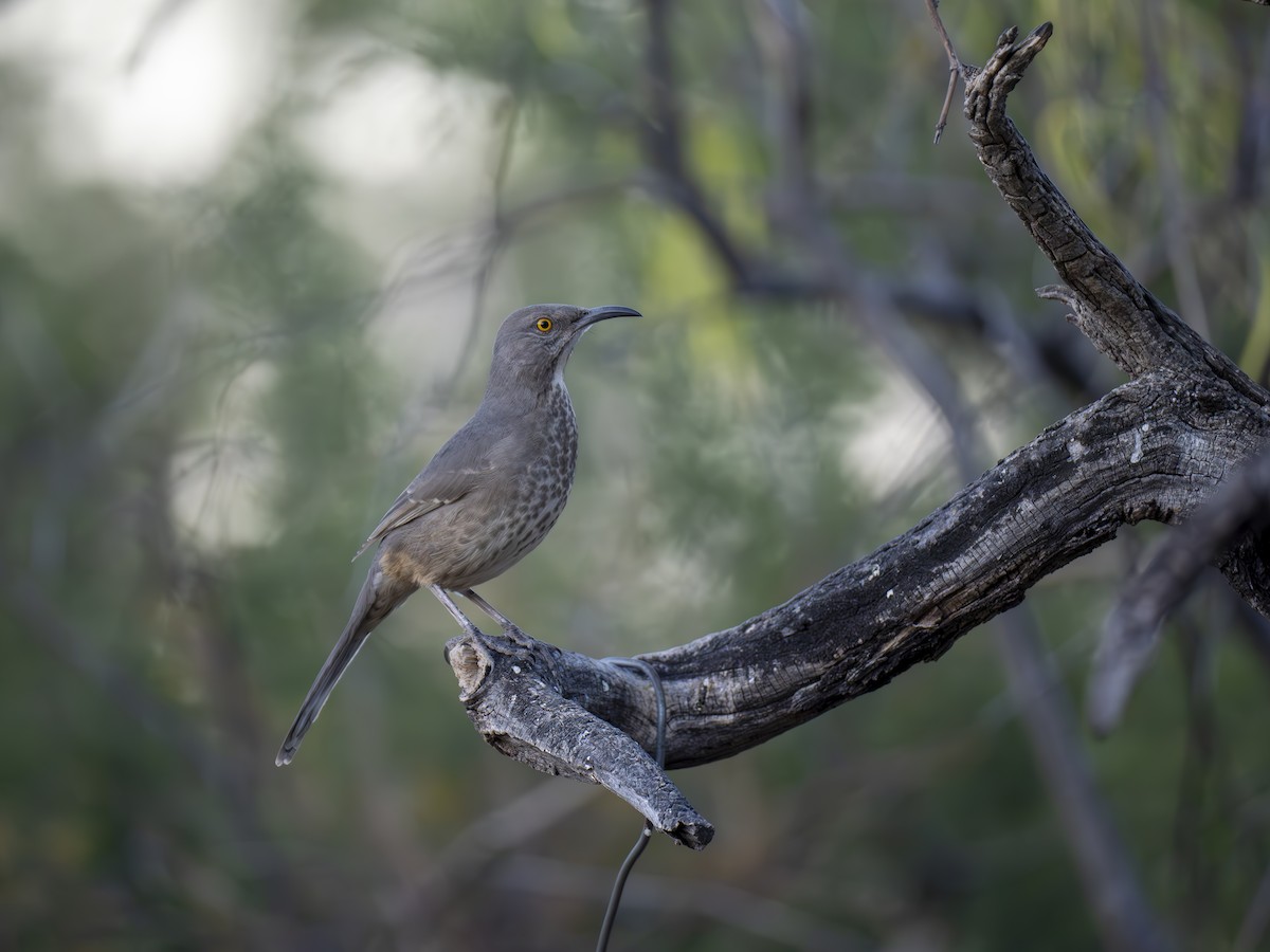 Curve-billed Thrasher - ML609813312