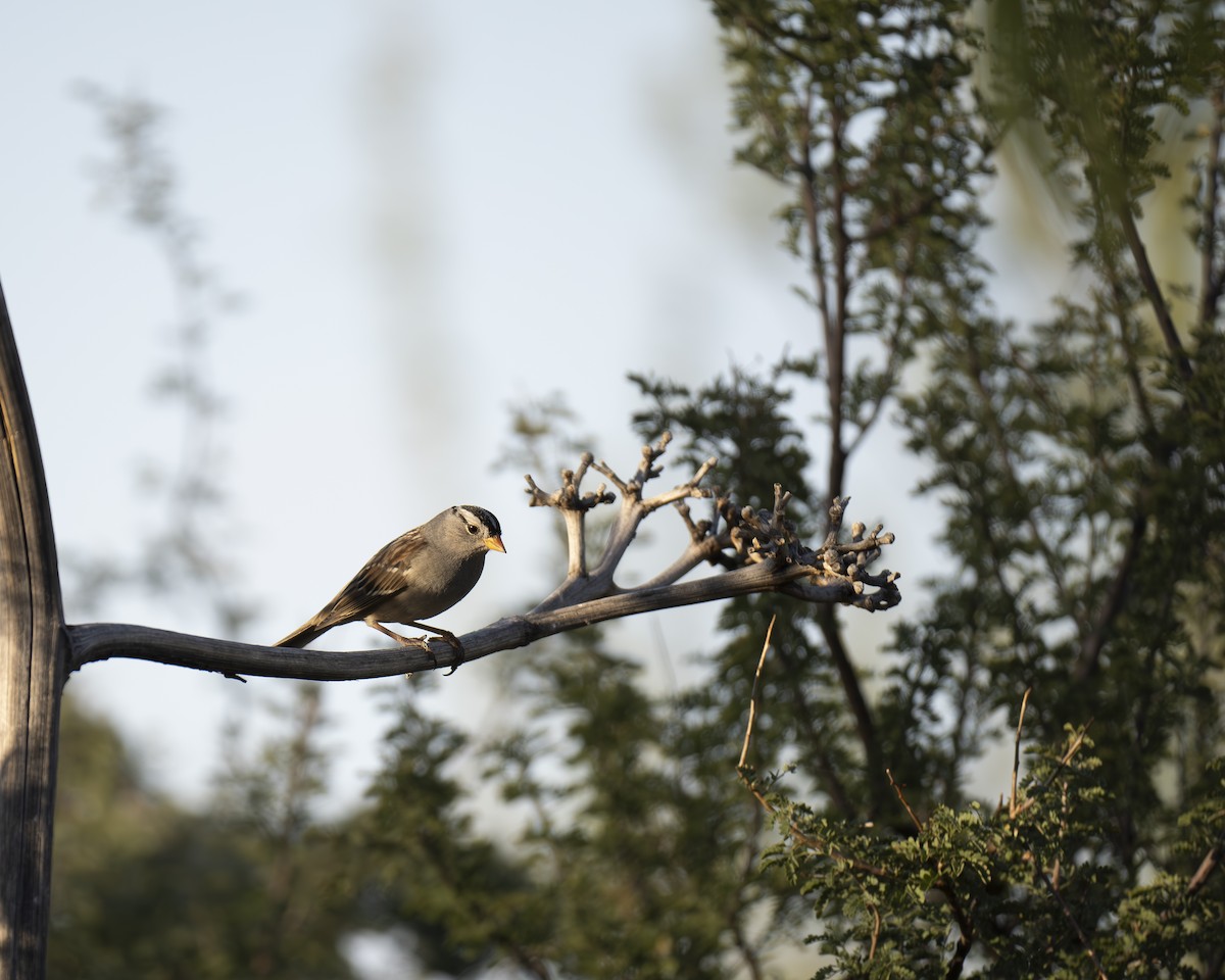 White-crowned Sparrow - Rob Kelly