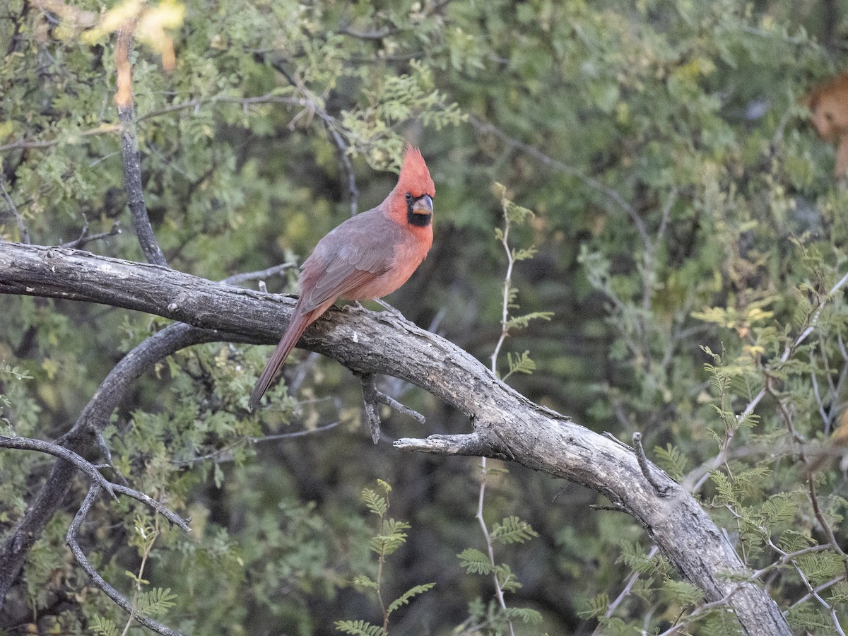 Northern Cardinal - ML609813323