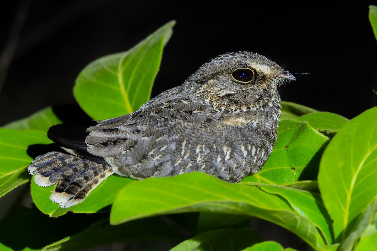 Sickle-winged Nightjar - ML609813347