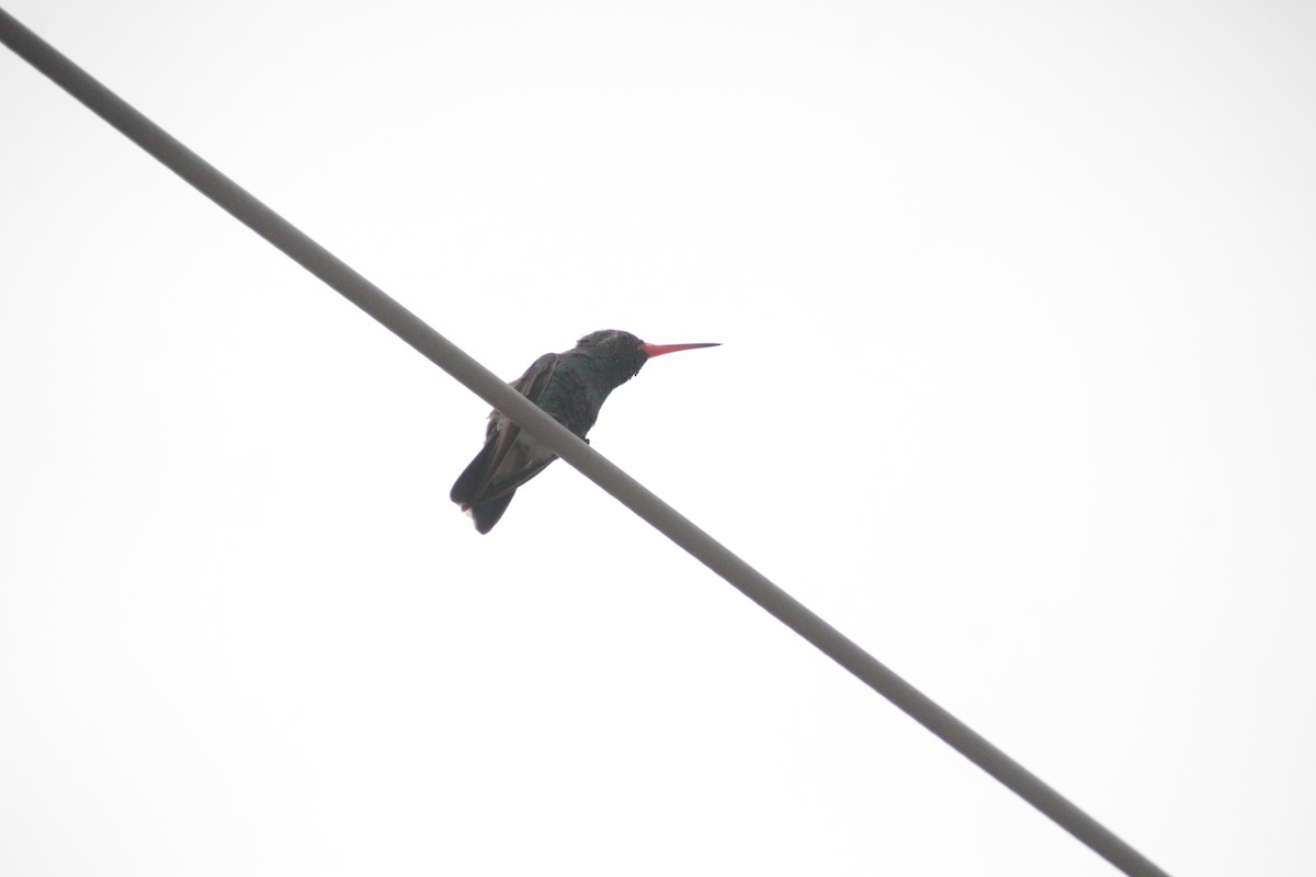 Broad-billed Hummingbird - ML609813356