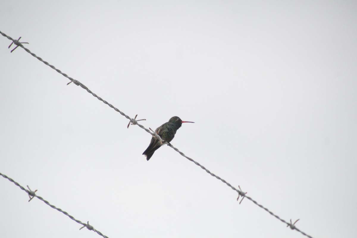 Broad-billed Hummingbird - ML609813357