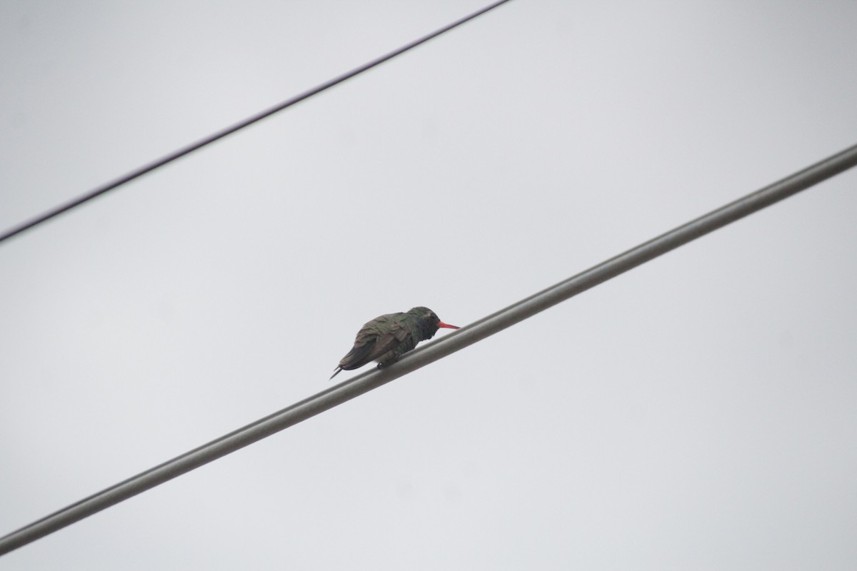 Broad-billed Hummingbird - ML609813358