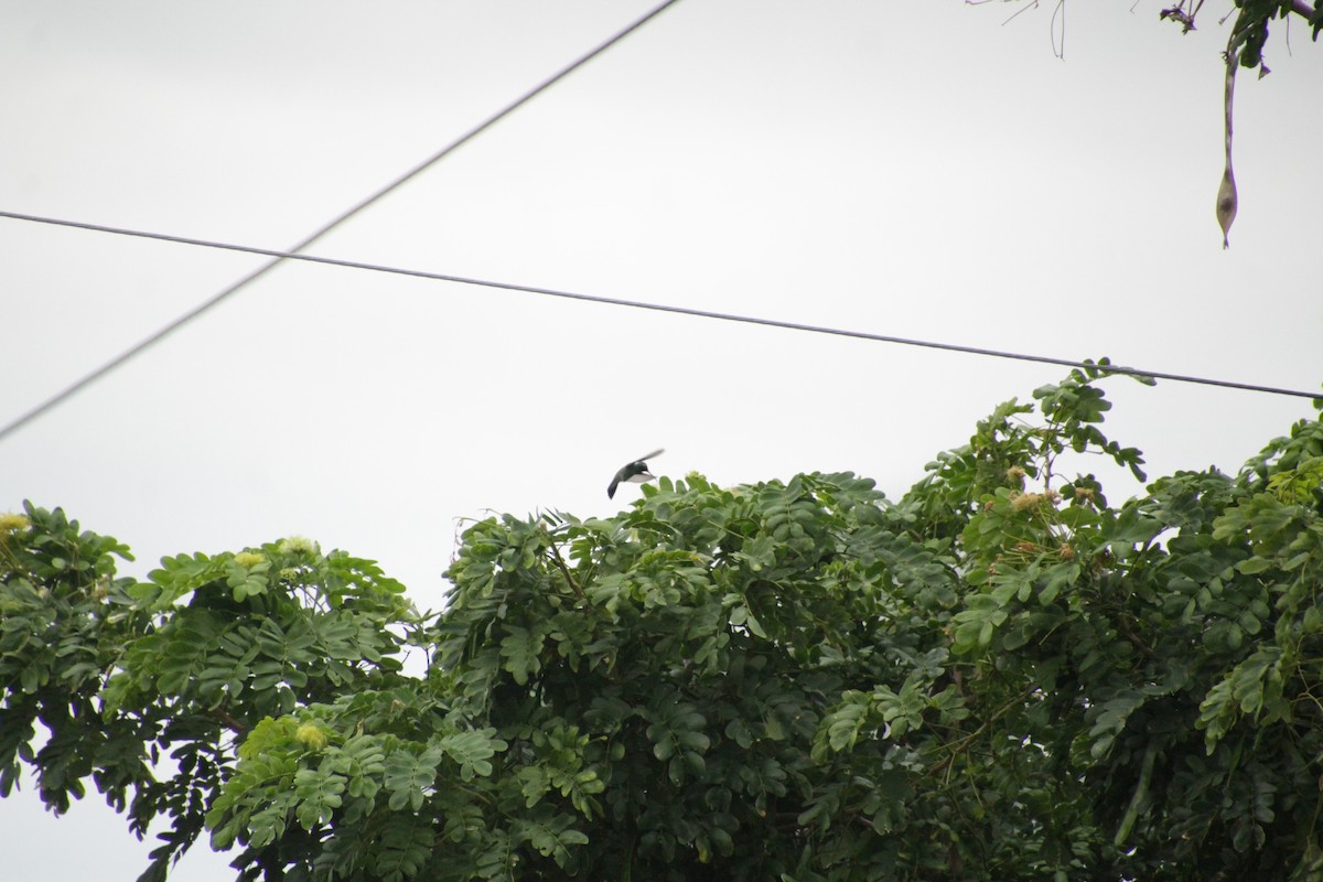 Broad-billed Hummingbird - ML609813359