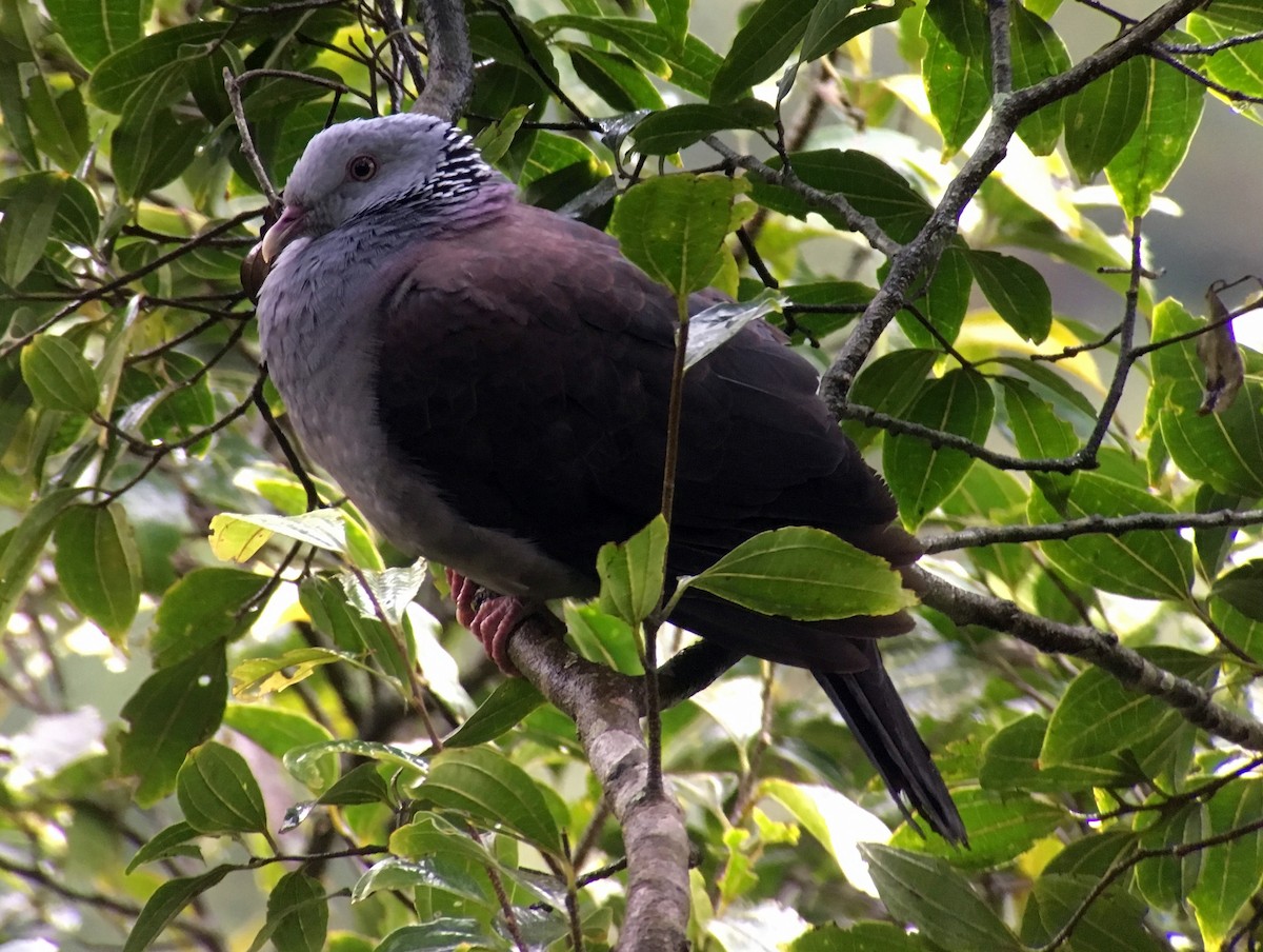 Nilgiri Wood-Pigeon - Frank Hemmings