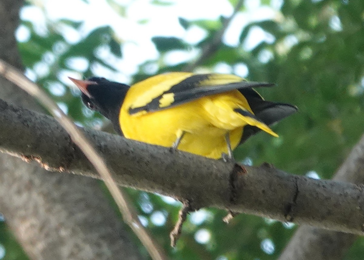 Black-hooded Oriole - ML609813488