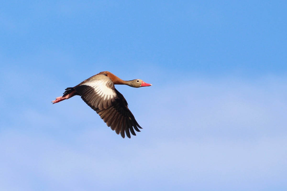 Black-bellied Whistling-Duck - ML60981351