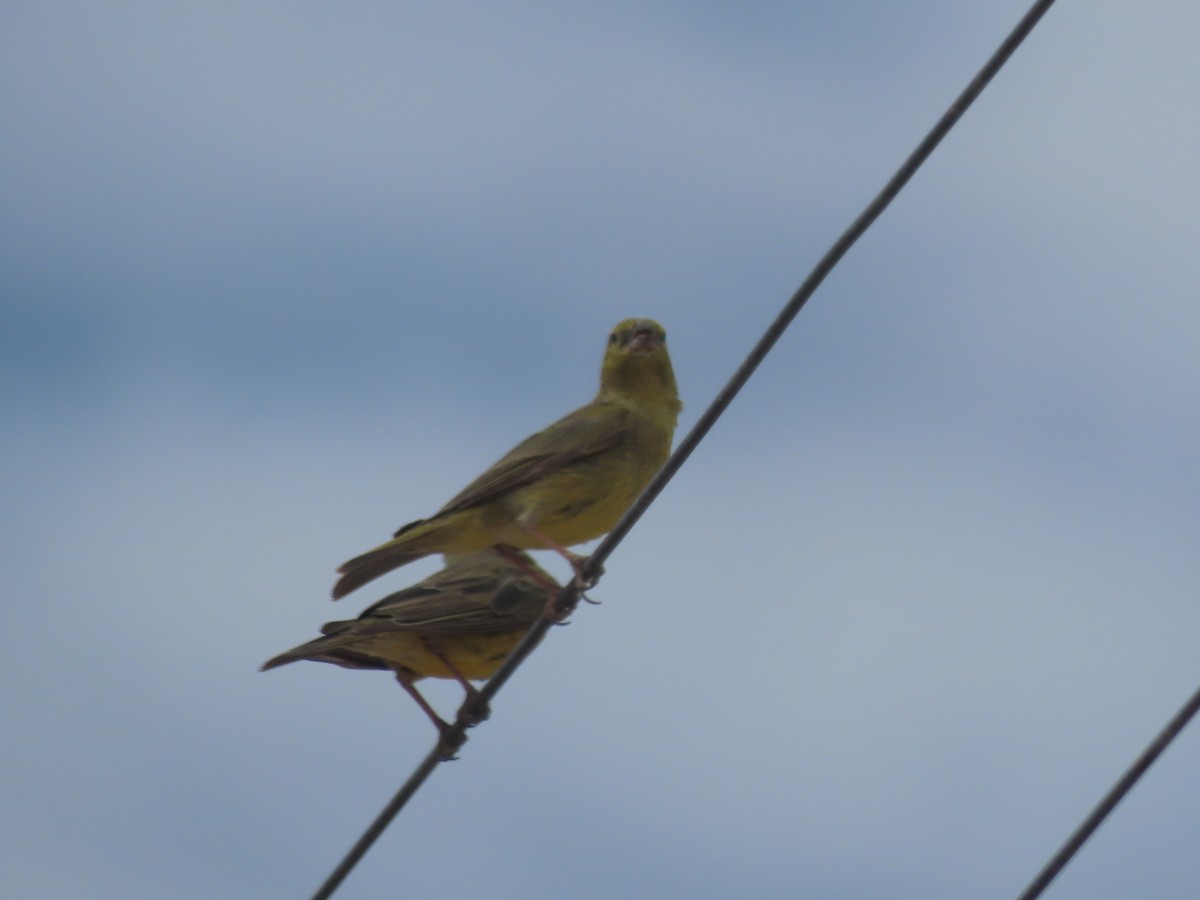 Greenish Yellow-Finch - ML609813551