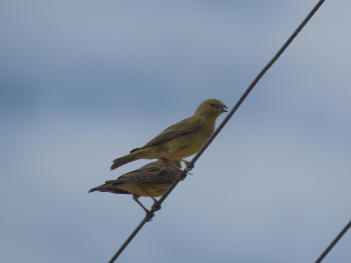 Greenish Yellow-Finch - ML609813552