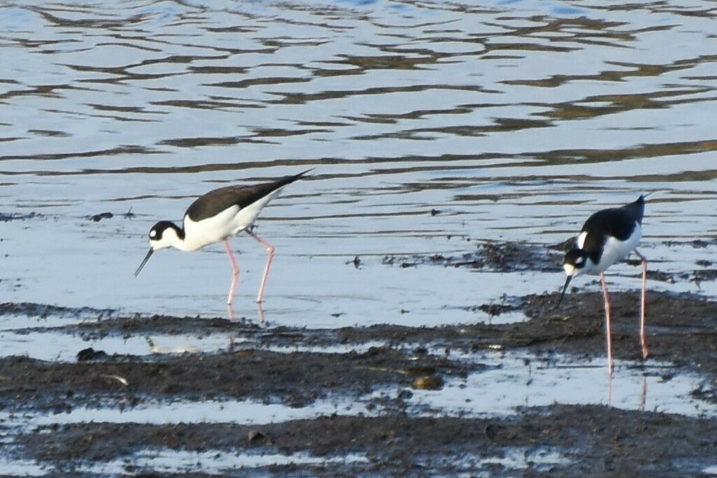 Black-necked Stilt - ML609813555