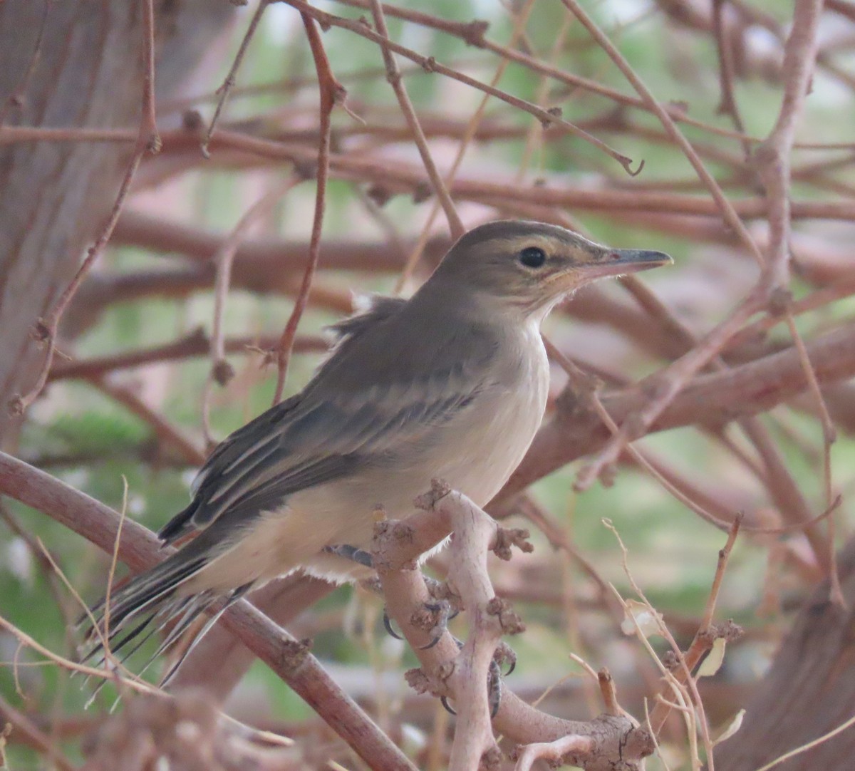 Gray-bellied Shrike-Tyrant - Nelson Contardo