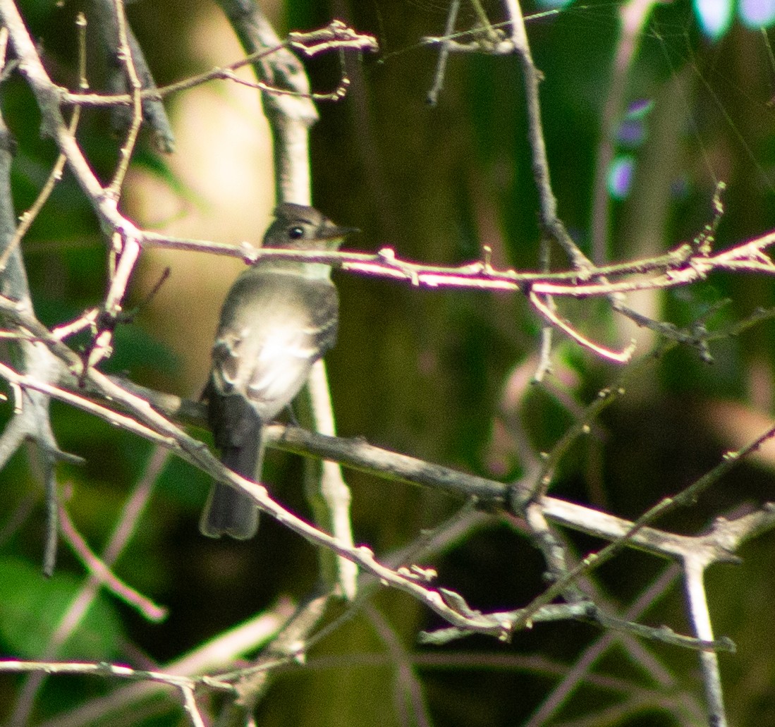 Eastern Wood-Pewee - ML609813839