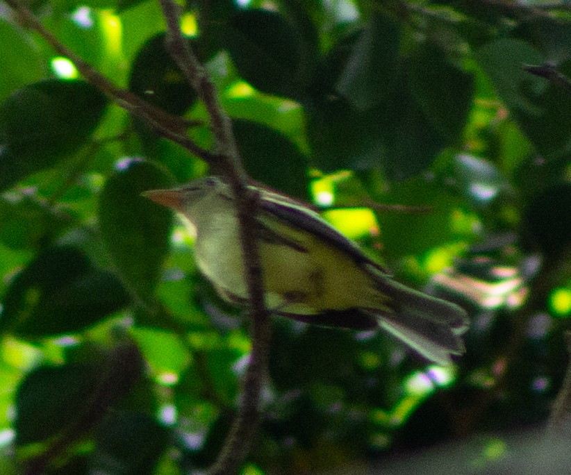 Acadian Flycatcher - ML609813845