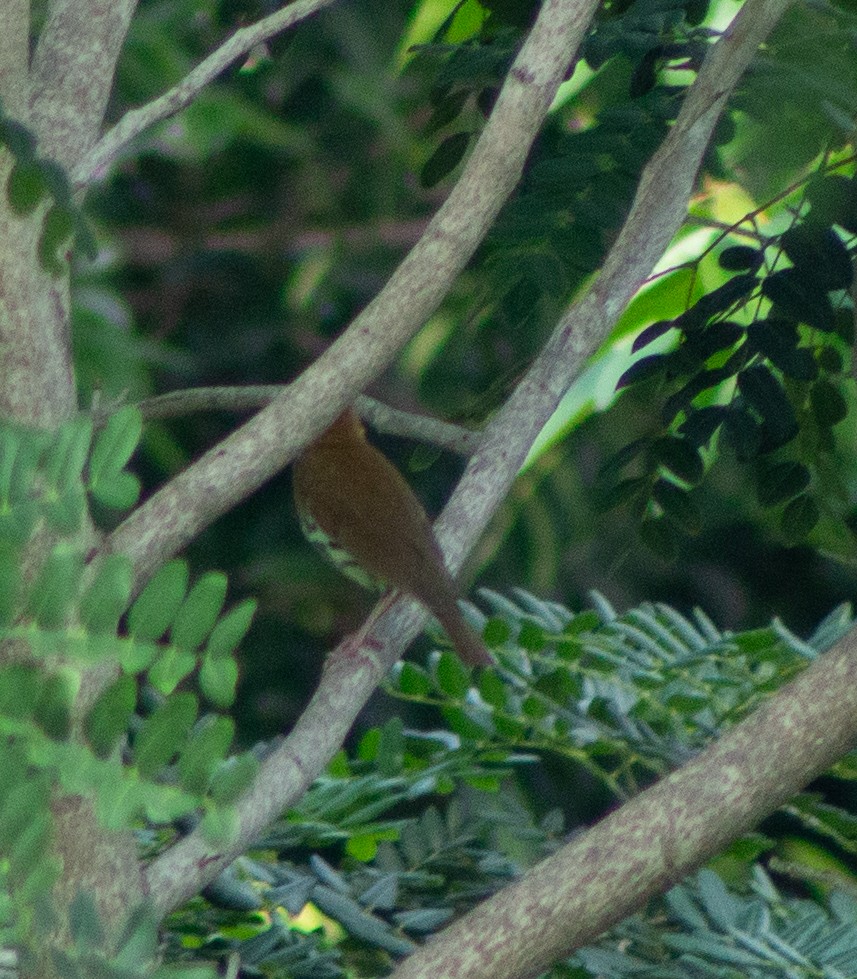 Wood Thrush - ML609813873