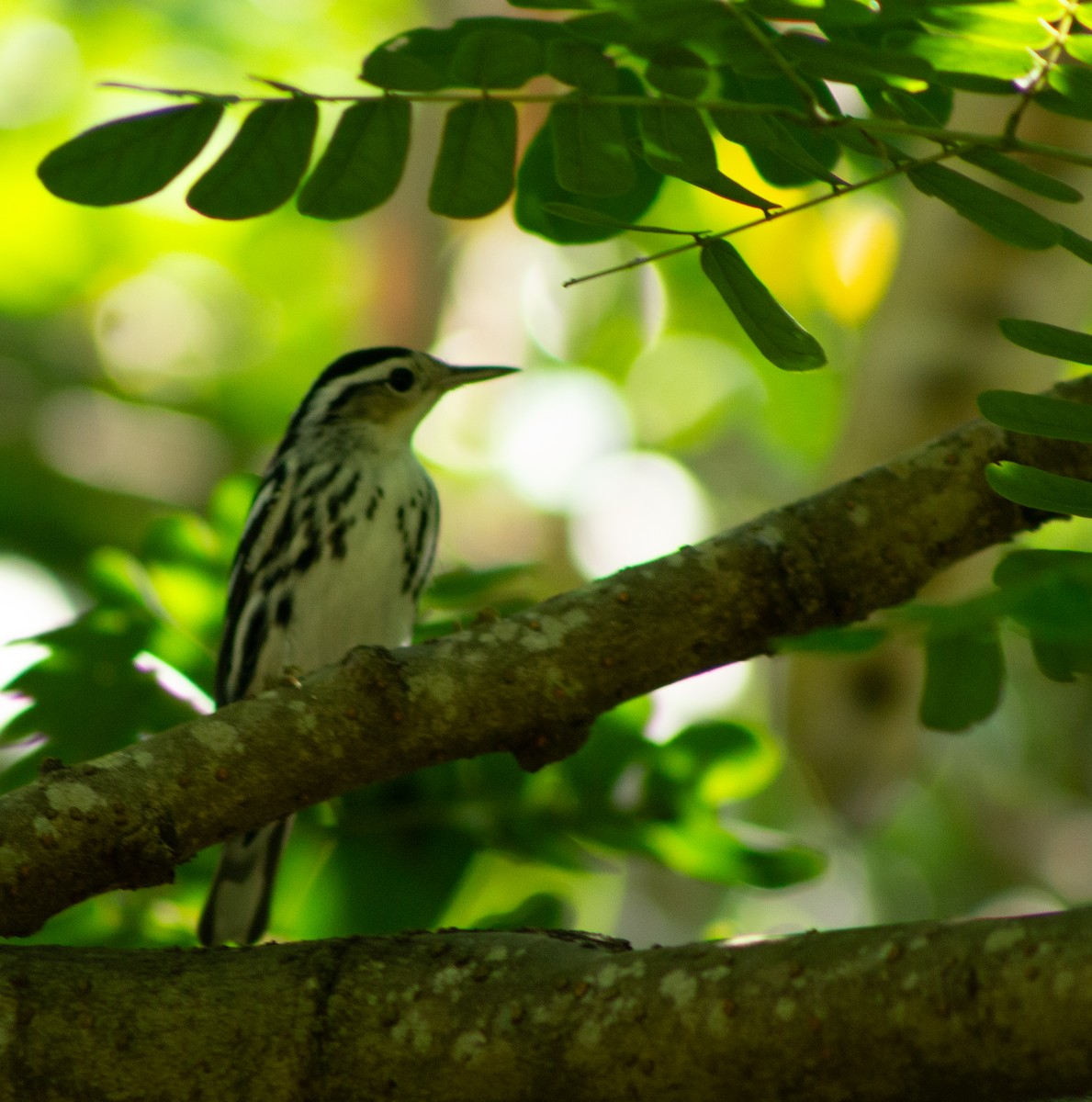 Black-and-white Warbler - ML609813877