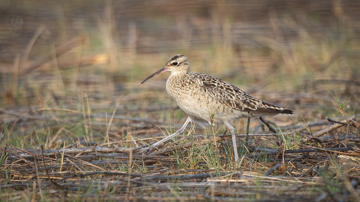 Little Curlew - ML609813883