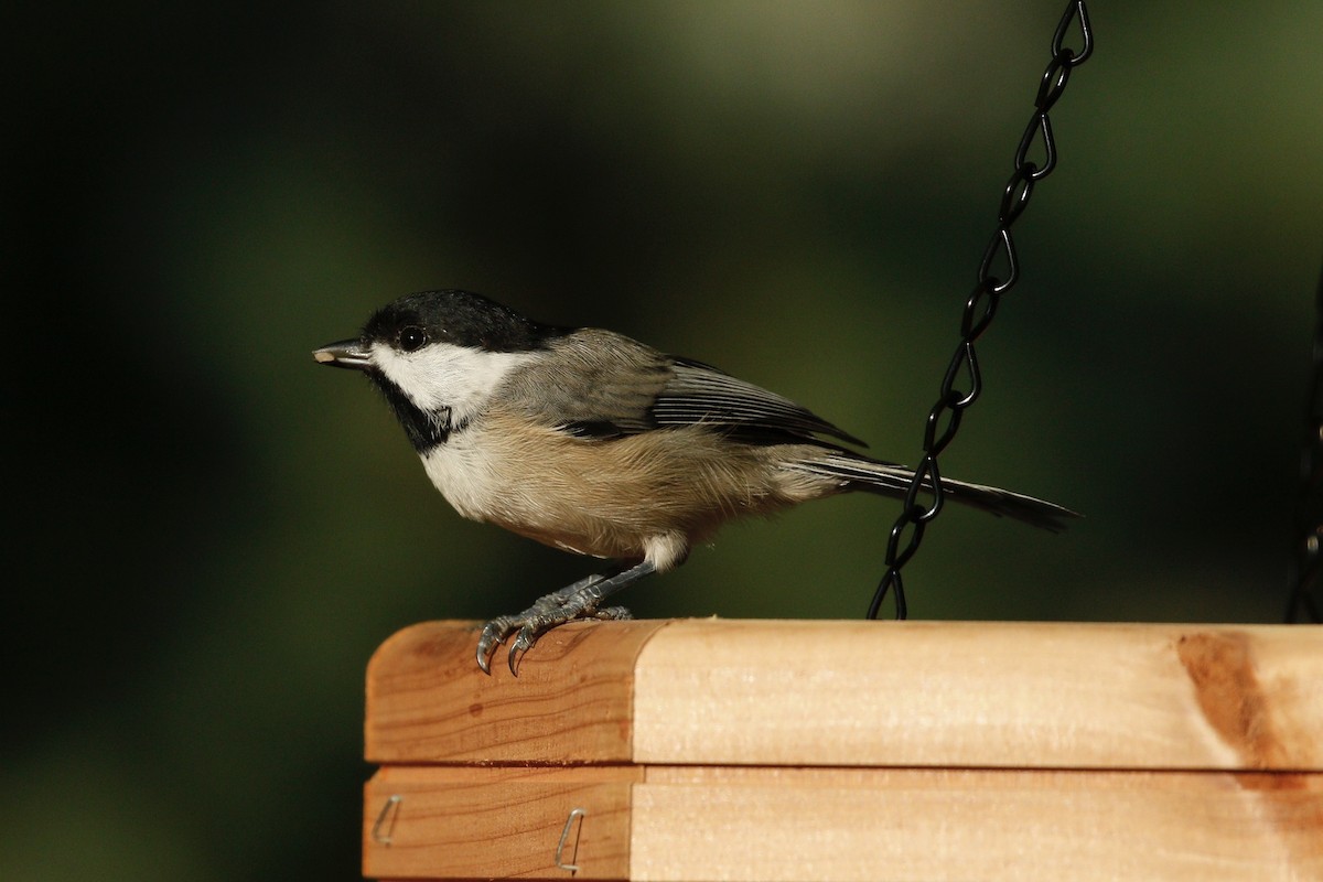 Carolina Chickadee - ML609813903