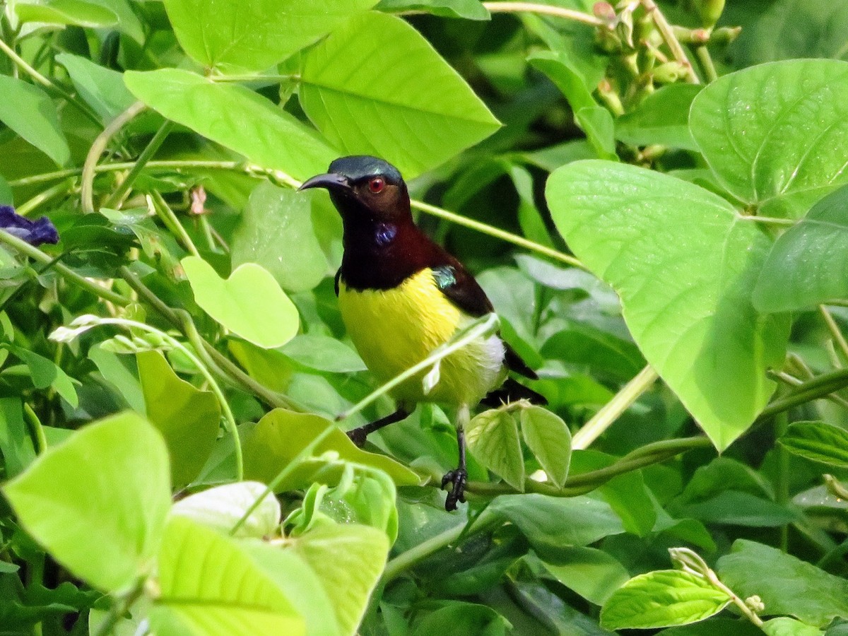 Purple-rumped Sunbird - ML609813922