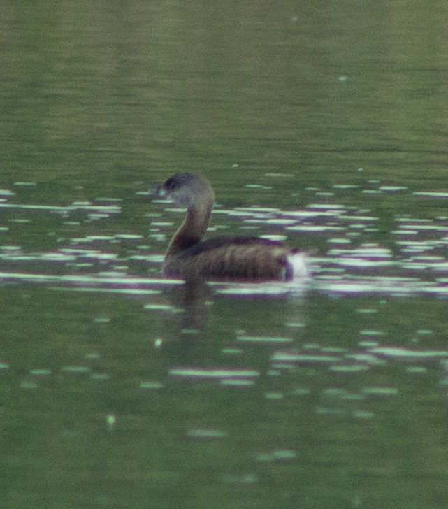 Pied-billed Grebe - ML609813958