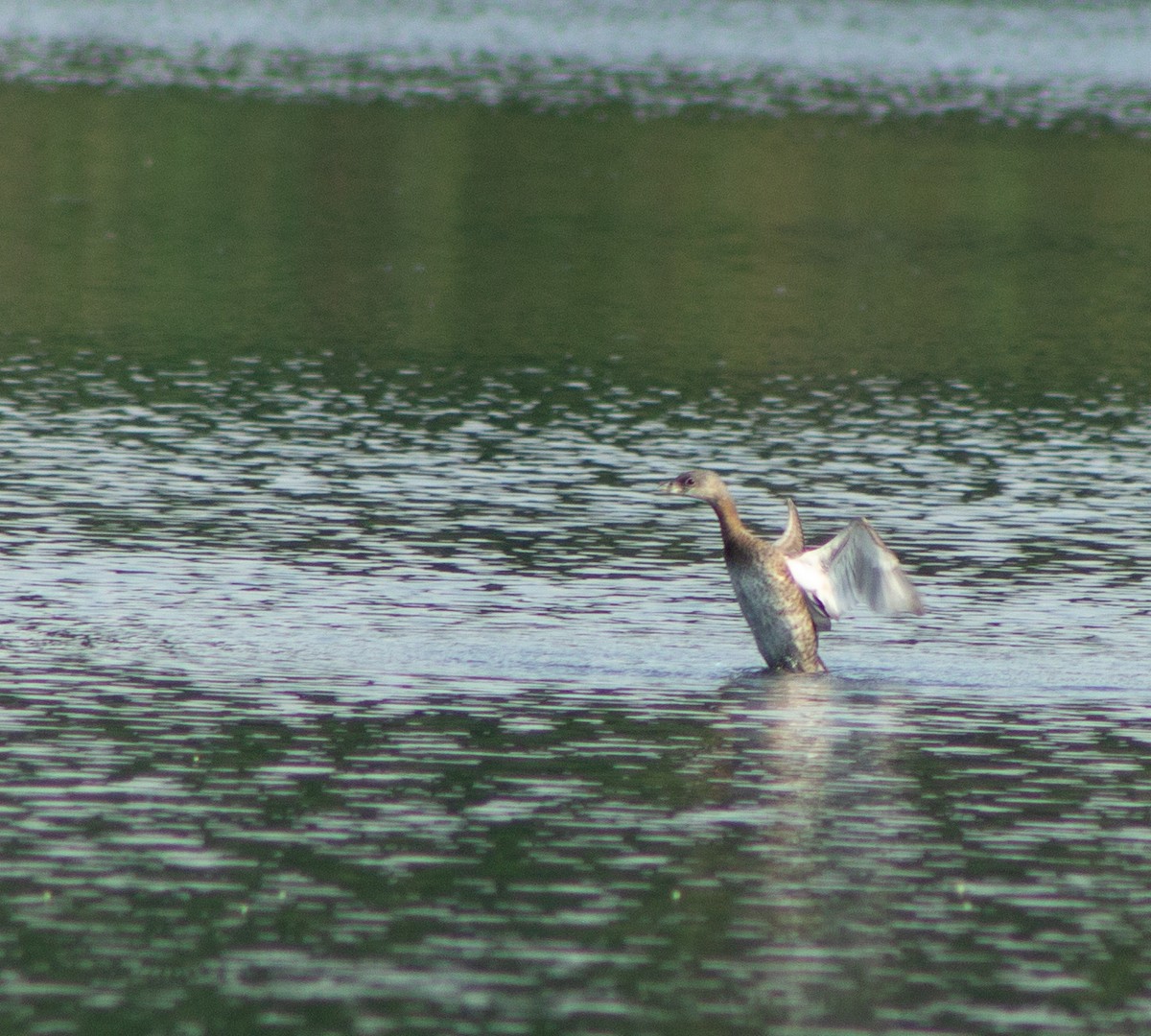 Pied-billed Grebe - ML609813959