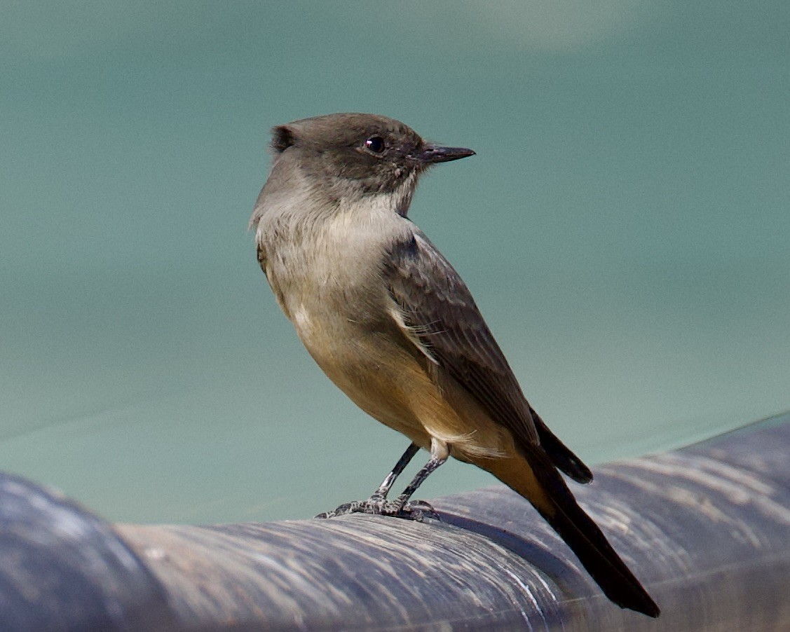 Say's Phoebe - ML609814001