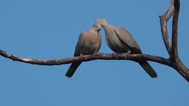 Eurasian Collared-Dove - ML609814002