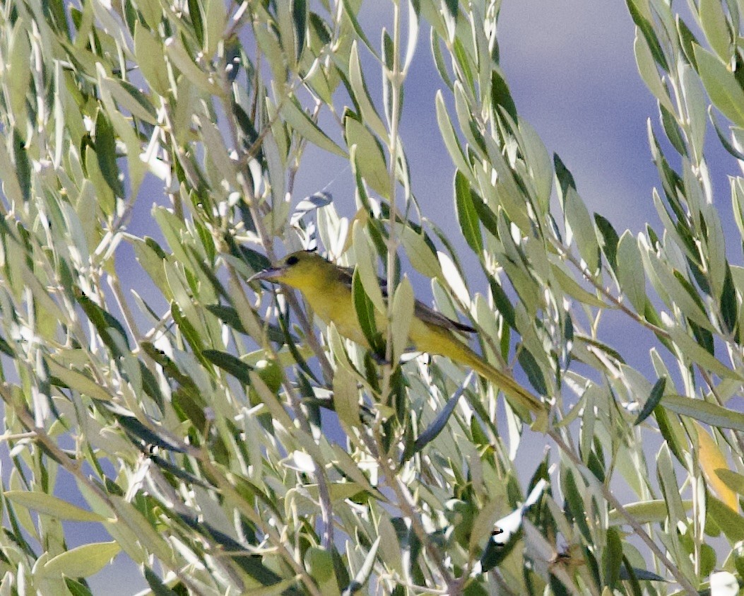 Hooded Oriole - Dave Bengston