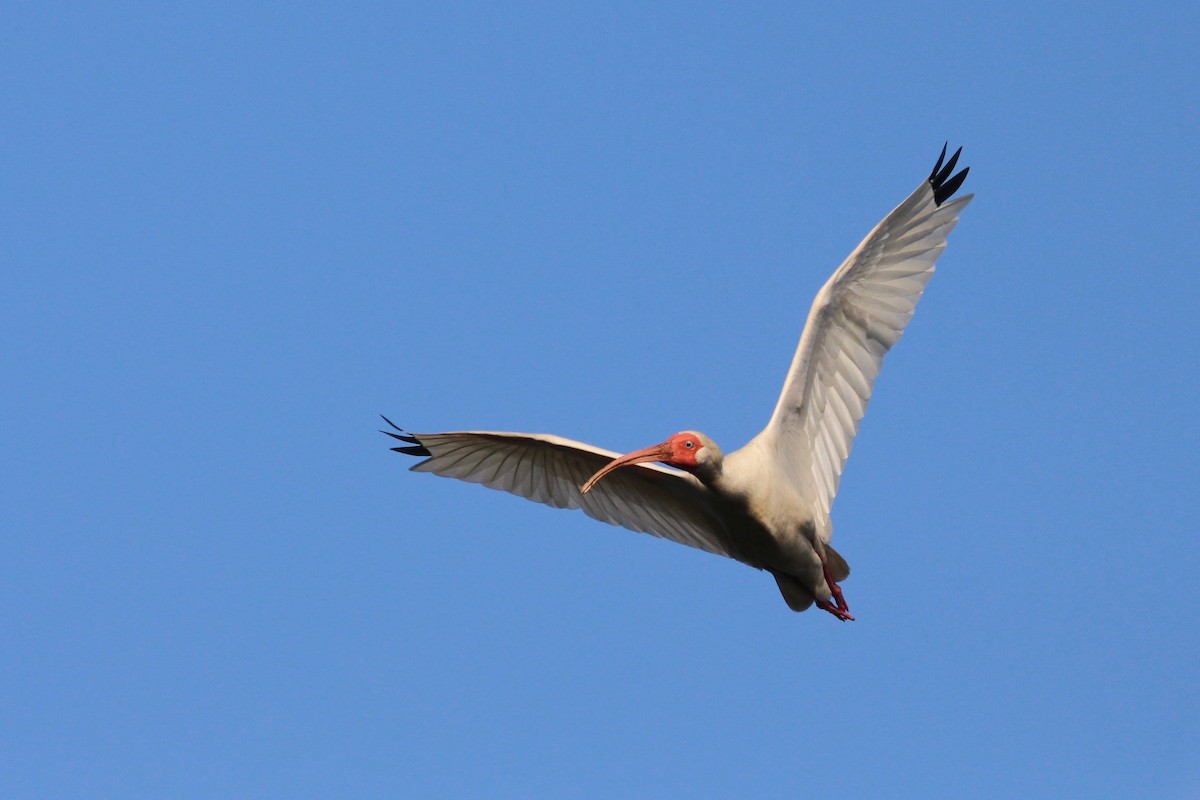 ibis bílý - ML60981401