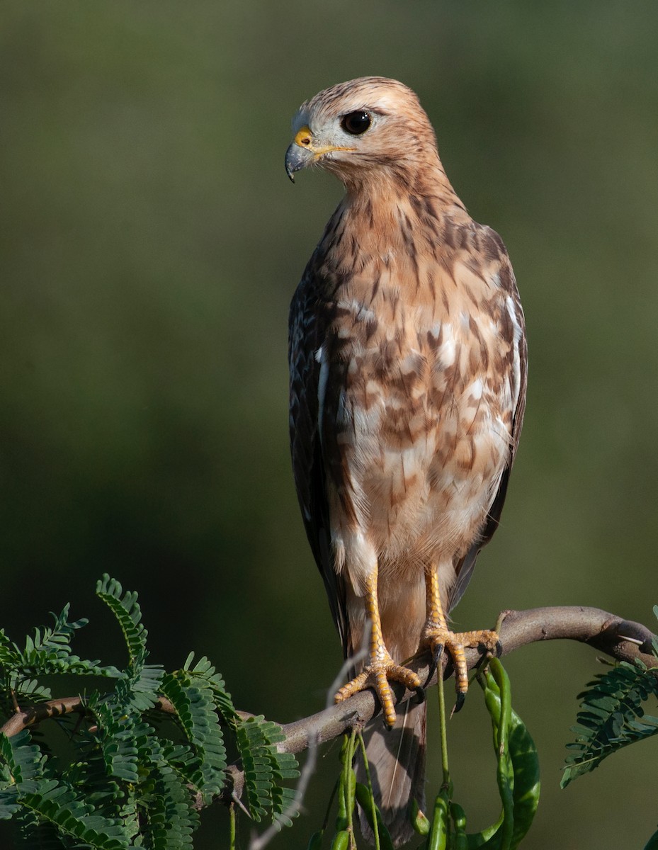 White-eyed Buzzard - Ravindra Tomar