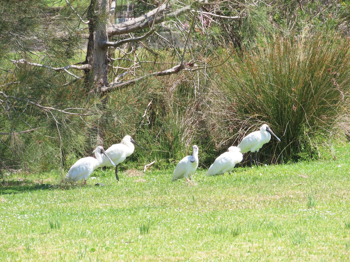 Royal Spoonbill - ML609814104