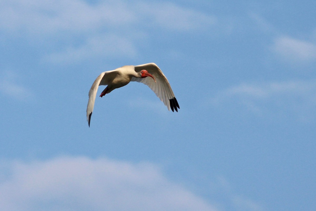 ibis bílý - ML60981411
