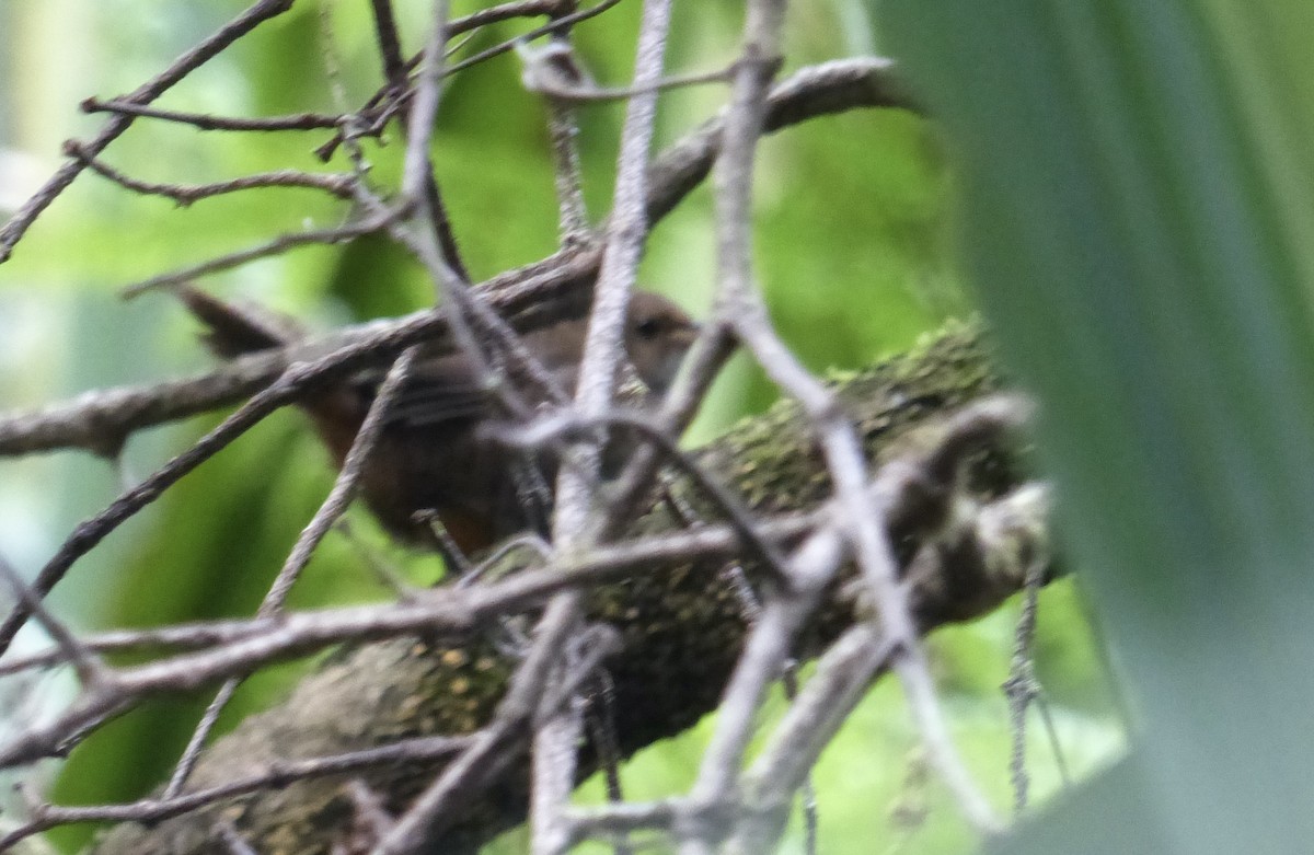 Rufous Scrub-bird - Carolyn Scott