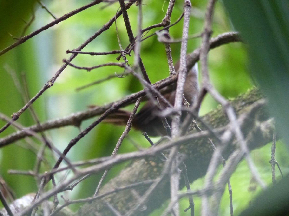 Rufous Scrub-bird - Carolyn Scott