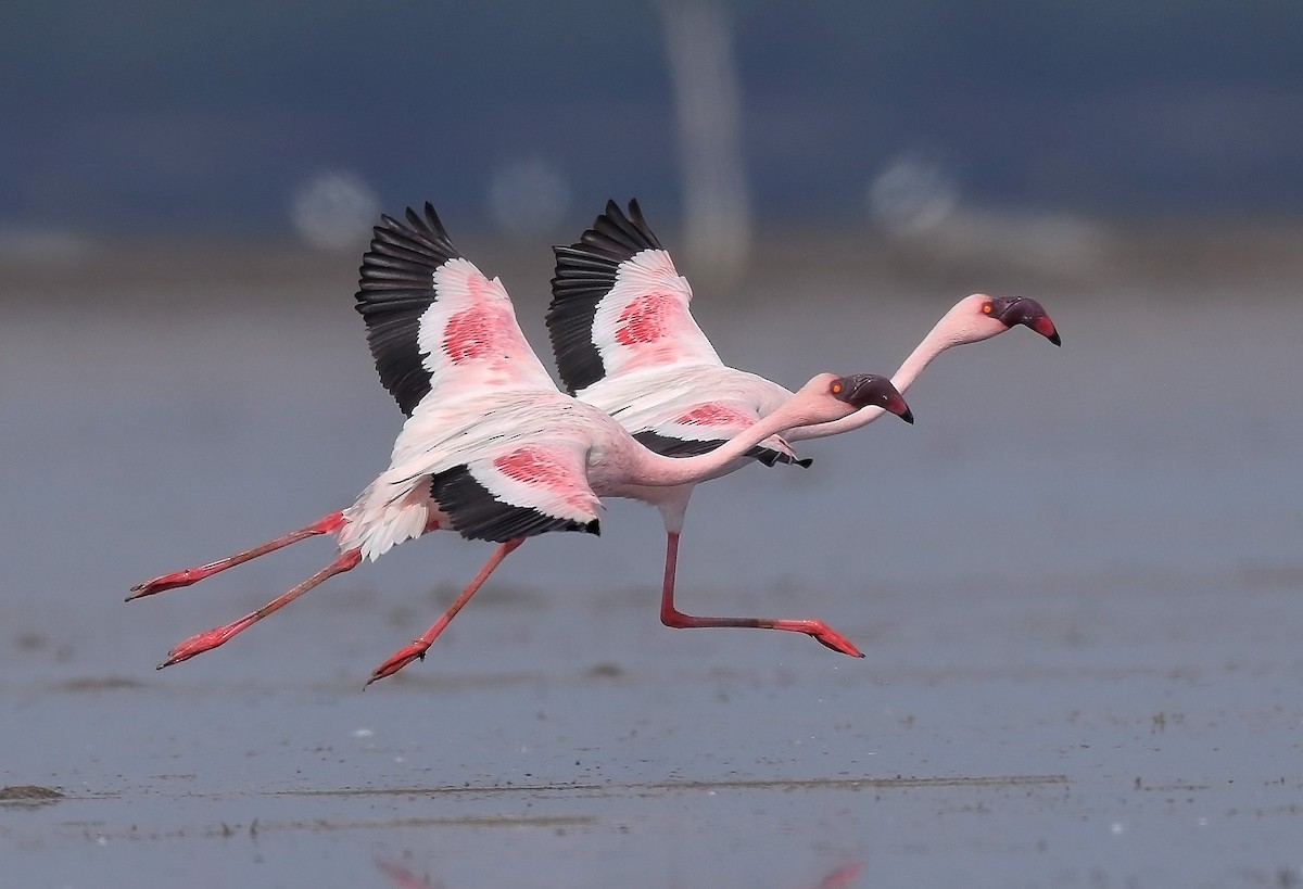 Lesser Flamingo - sheau torng lim