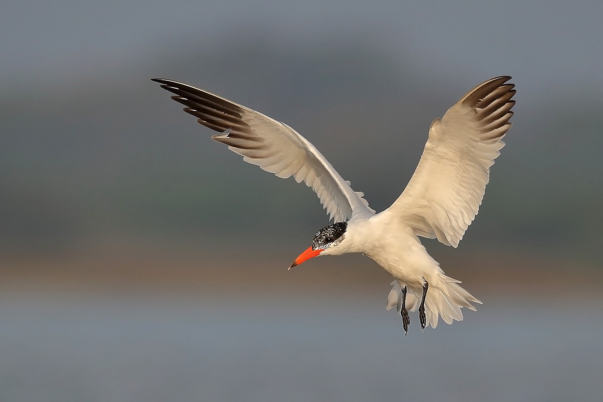 Caspian Tern - sheau torng lim