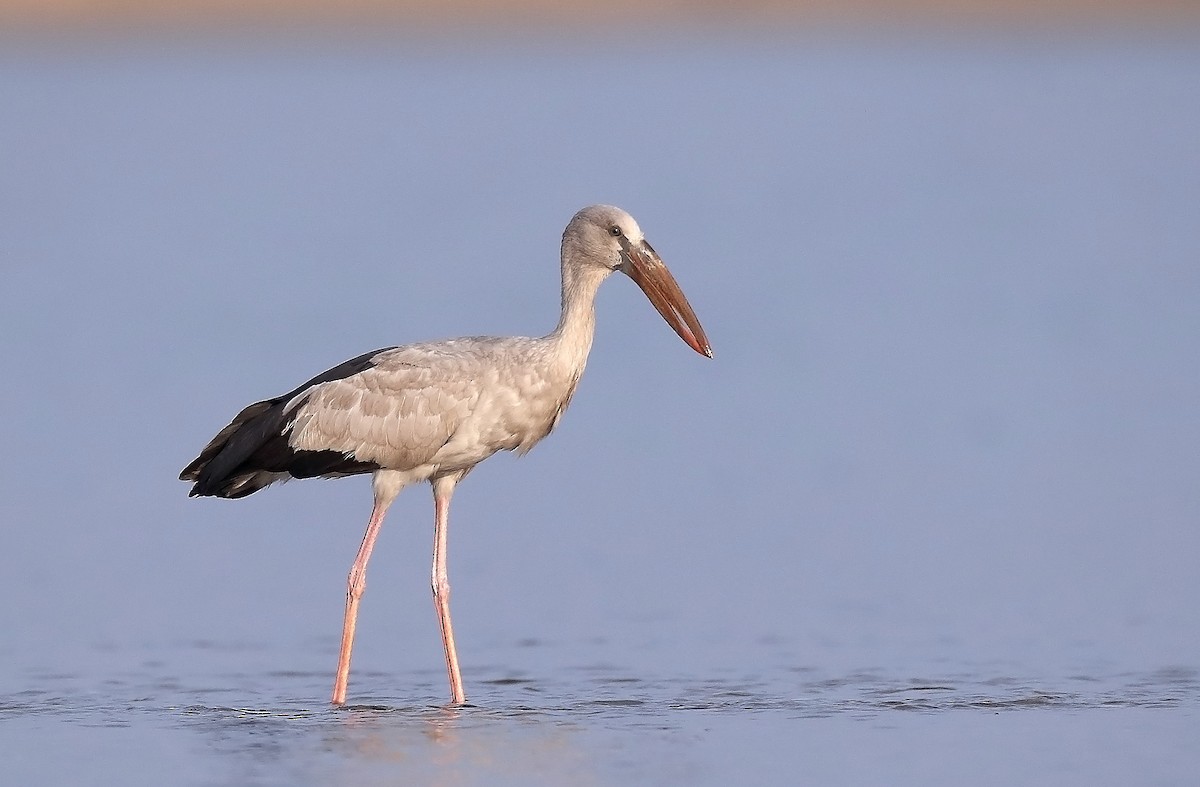 Asian Openbill - sheau torng lim