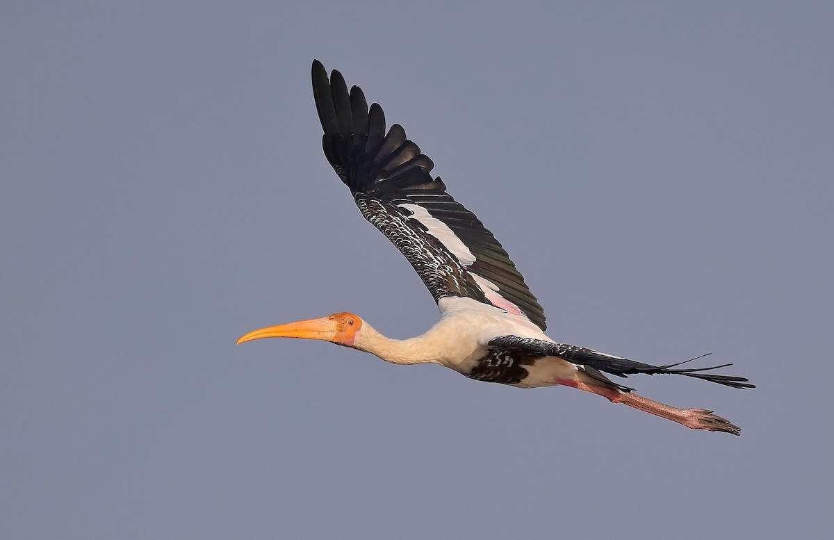 Painted Stork - sheau torng lim