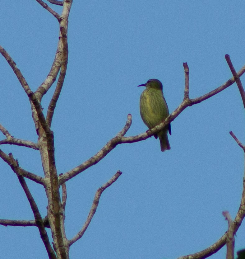 Red-legged Honeycreeper - ML609814170