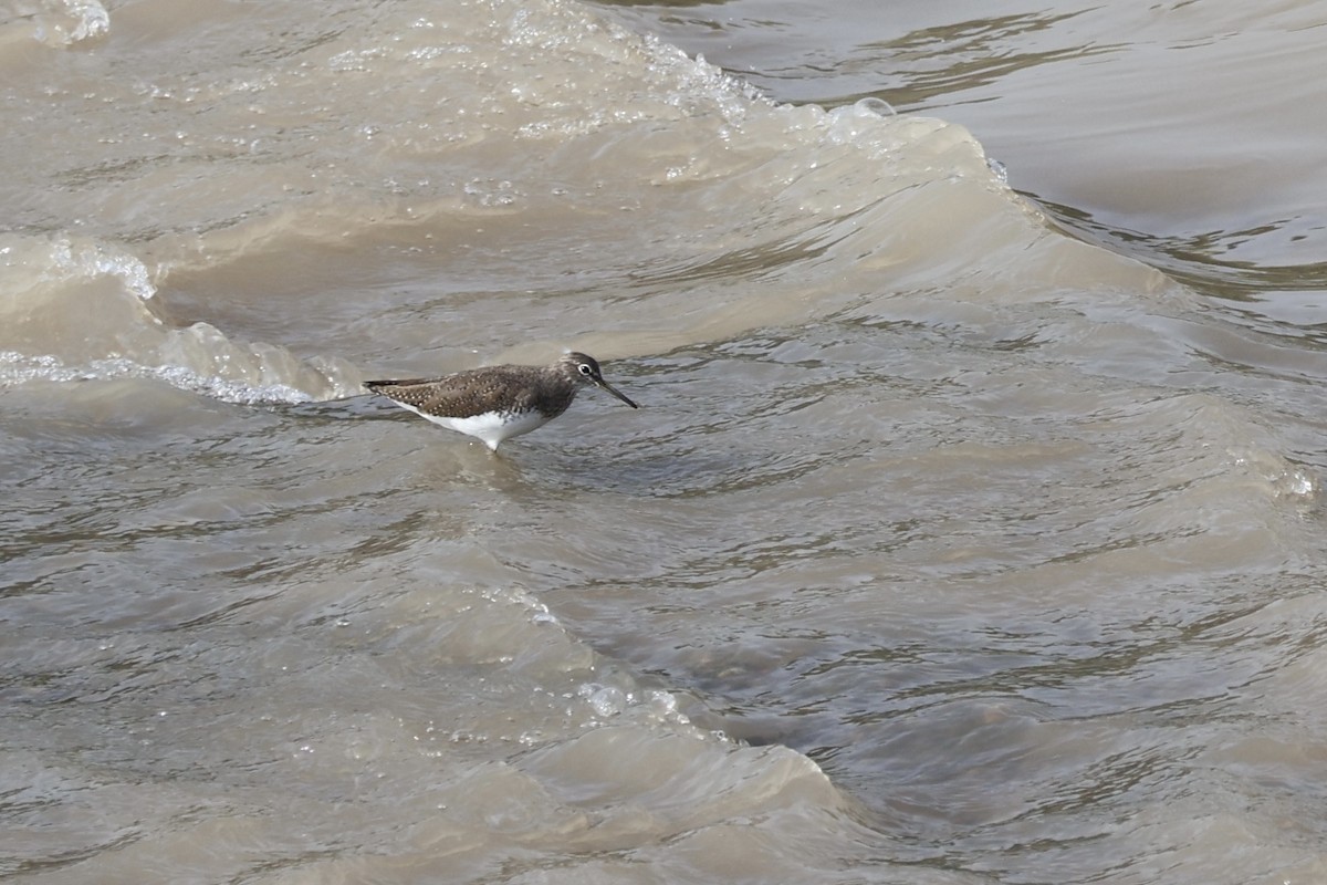 Green Sandpiper - ML609814308