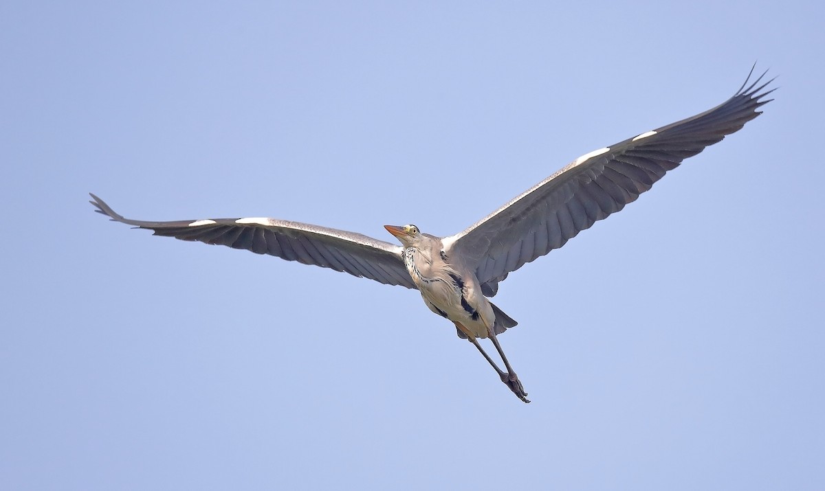 Gray Heron - sheau torng lim