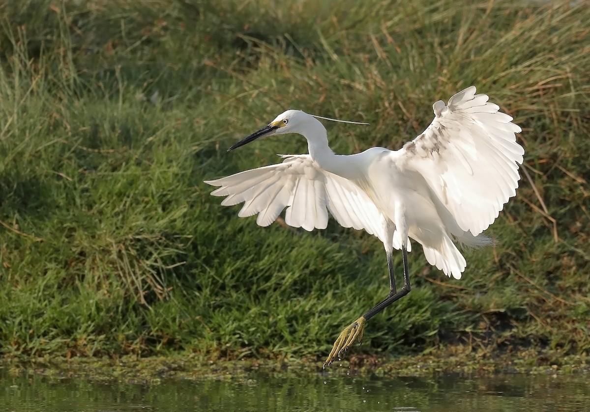 Little Egret - ML609814324