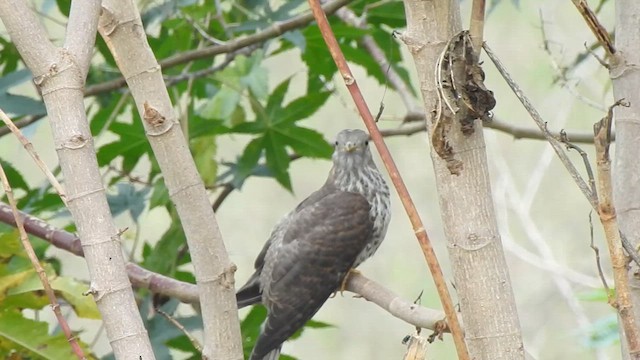 Common Hawk-Cuckoo - ML609814366