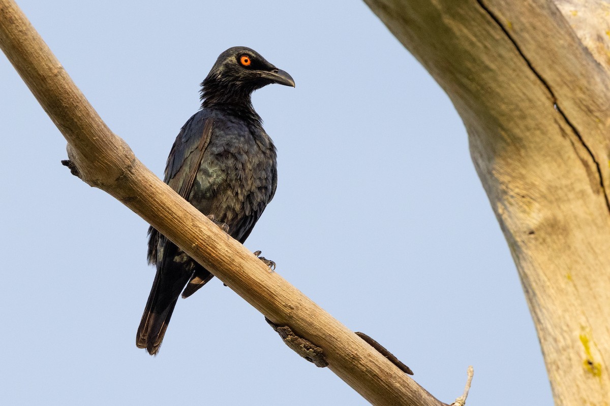 Singing Starling - ML609814371