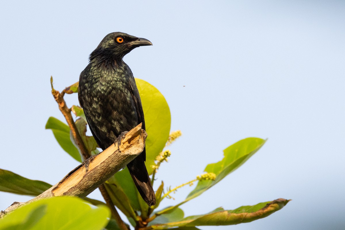 Singing Starling - ML609814372