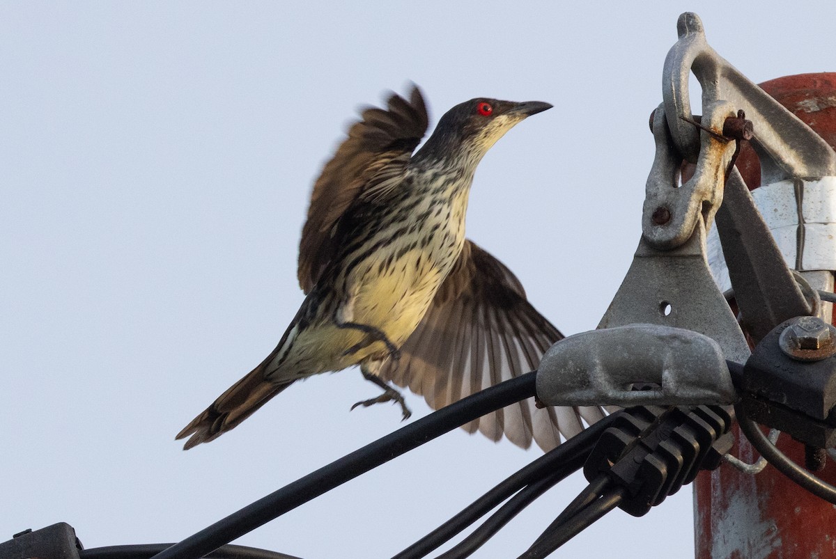 Singing Starling - ML609814373