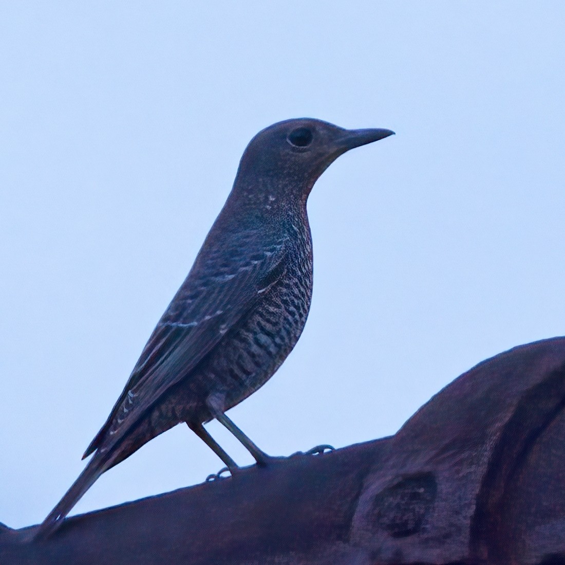 Blue Rock-Thrush - ML609814377