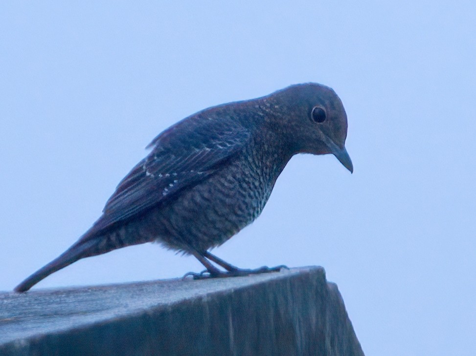 Blue Rock-Thrush - ML609814378