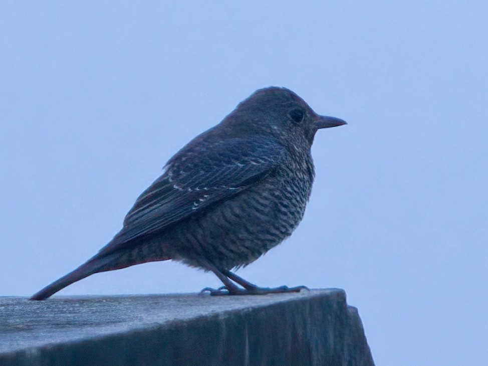 Blue Rock-Thrush - Dan Brown